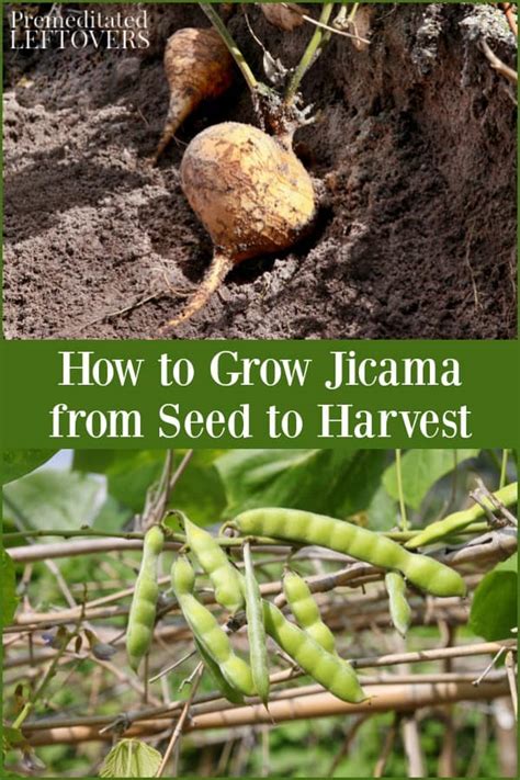 How to Grow Jicamas .
